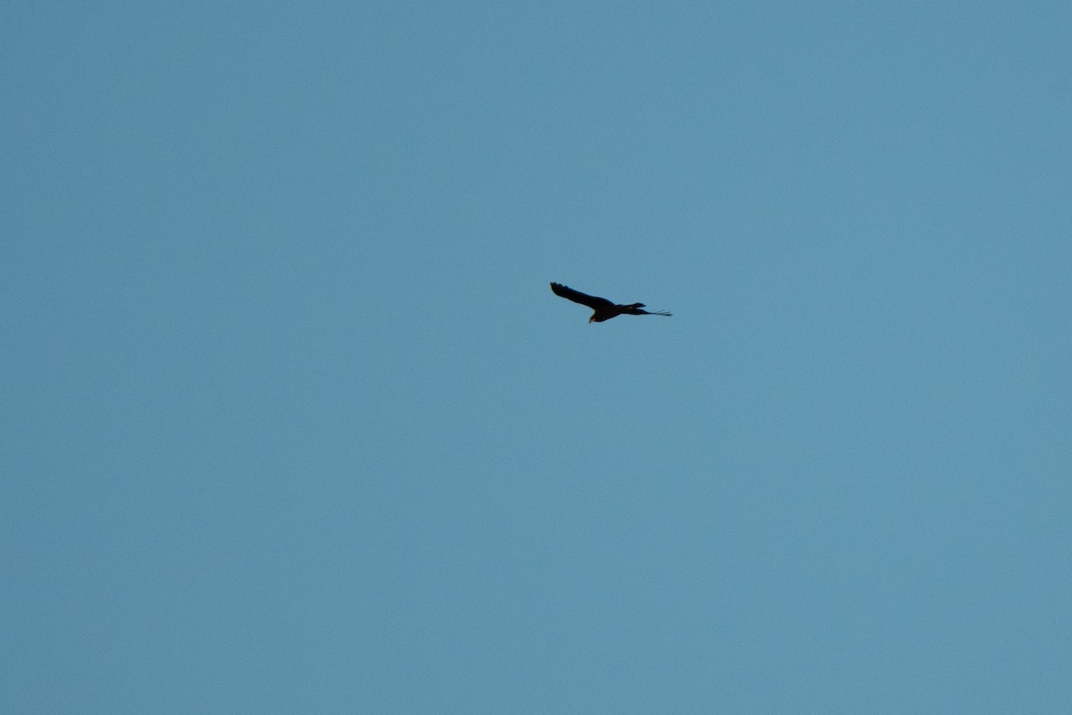 Western Marsh Harrier - ML644844315