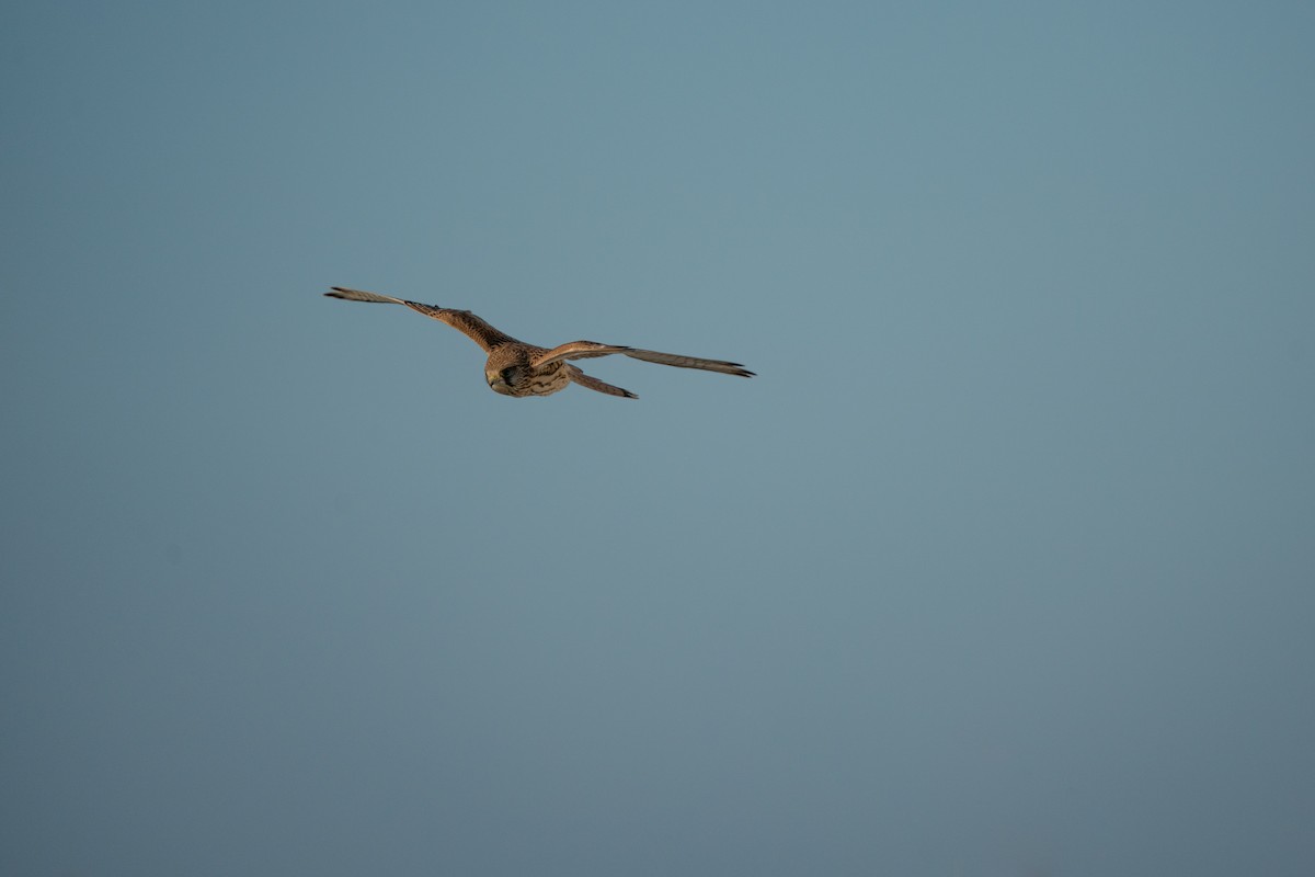 Eurasian Kestrel - ML644844317