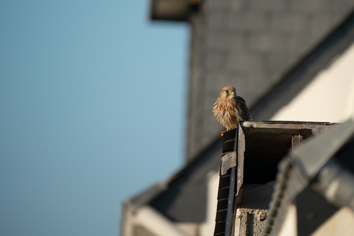 Eurasian Kestrel - ML644844318