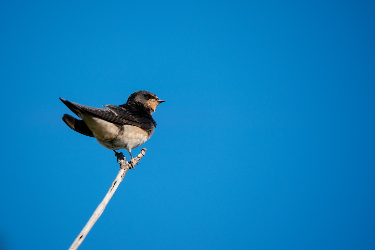 Barn Swallow - ML644844335
