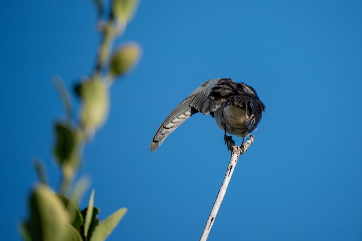 Barn Swallow - ML644844336