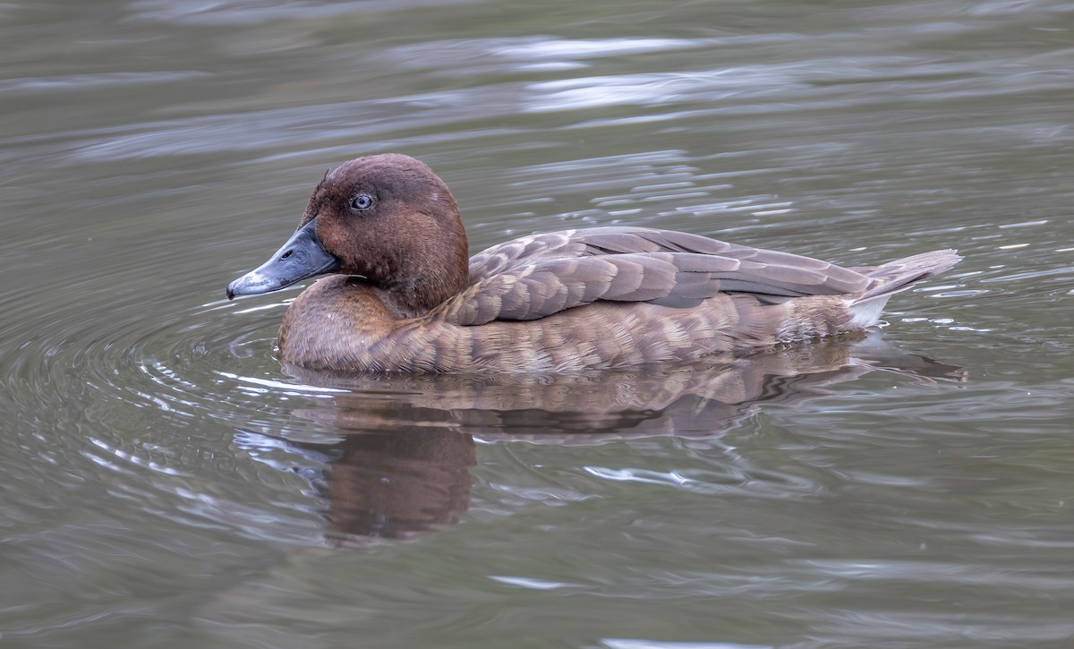 Hardhead - ML644844337