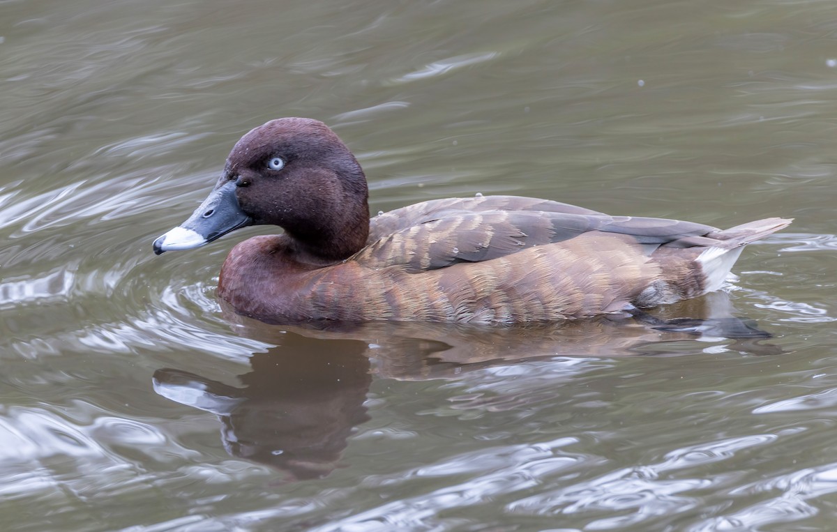 Hardhead - ML644844338