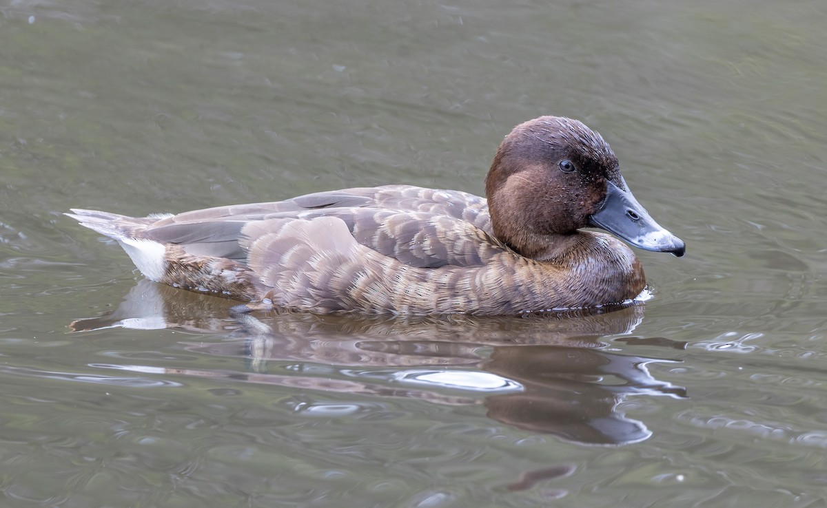 Hardhead - ML644844341