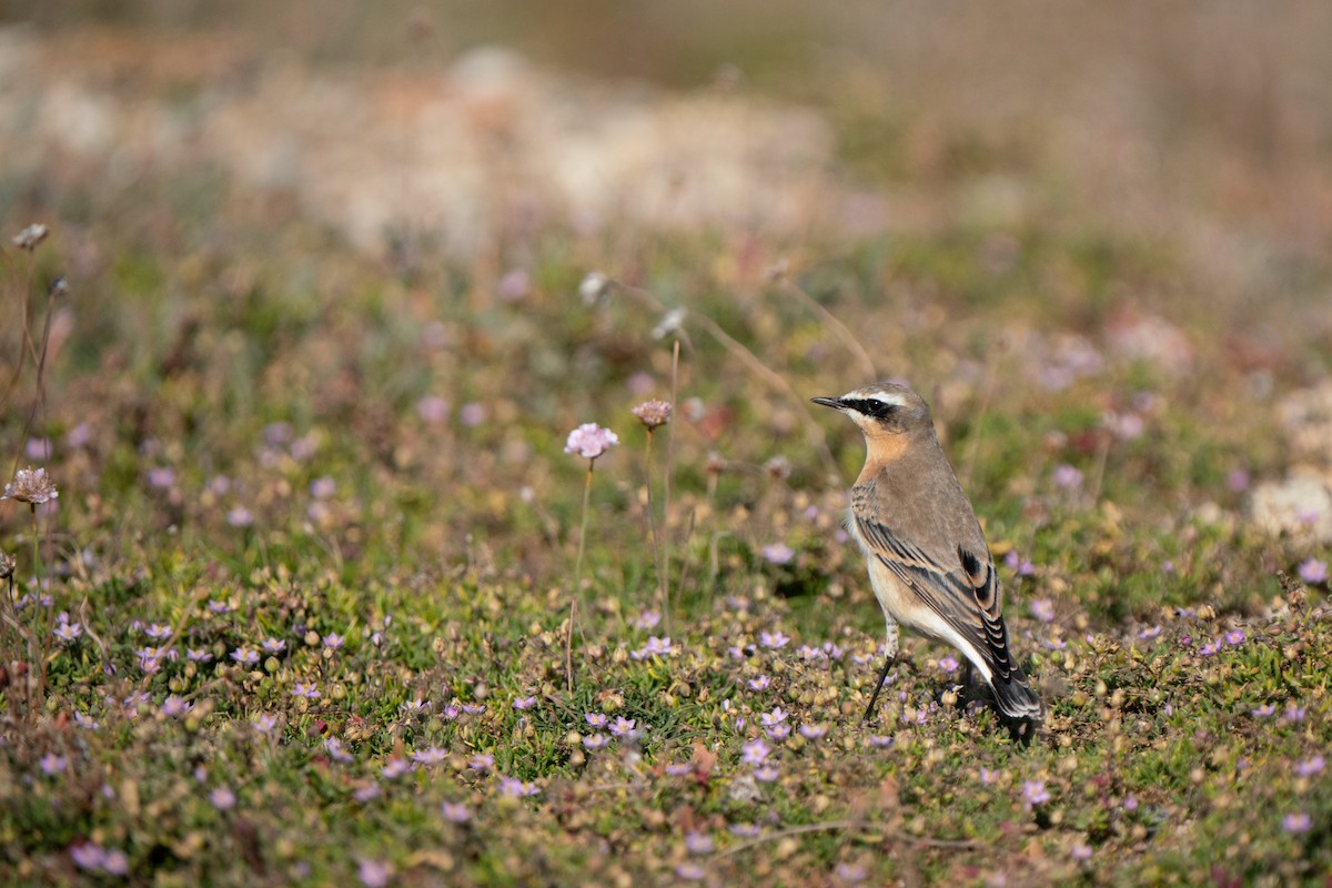 Northern Wheatear (Greenland) - ML644844342