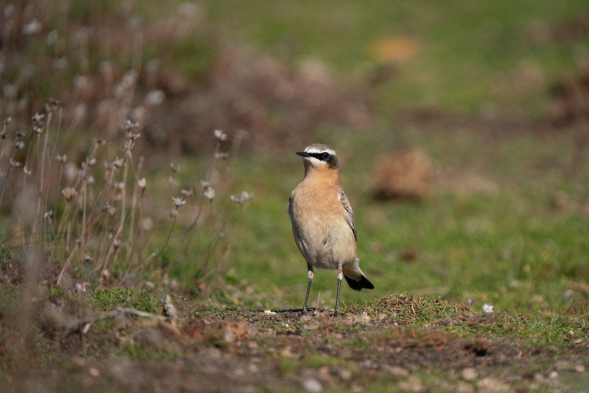Northern Wheatear (Greenland) - ML644844343
