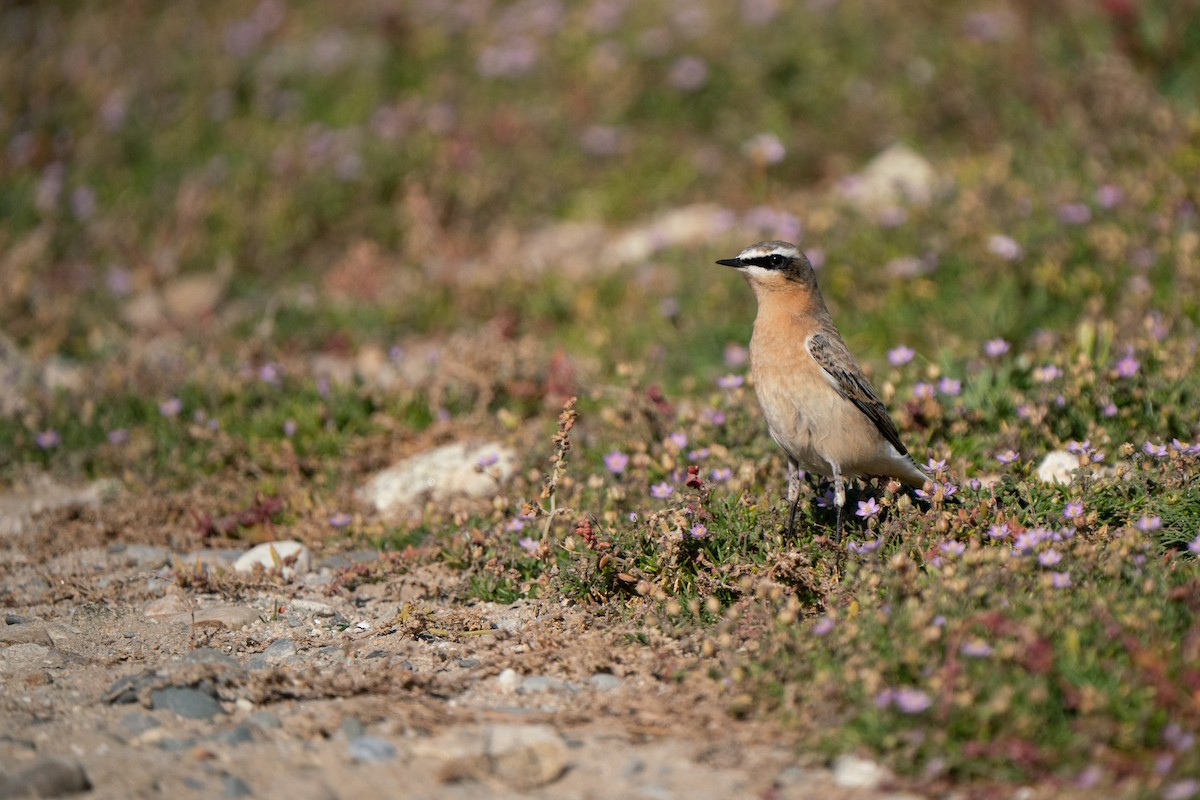 Northern Wheatear (Greenland) - ML644844344