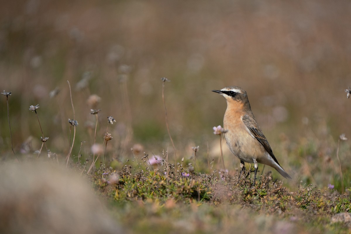 Northern Wheatear (Greenland) - ML644844345