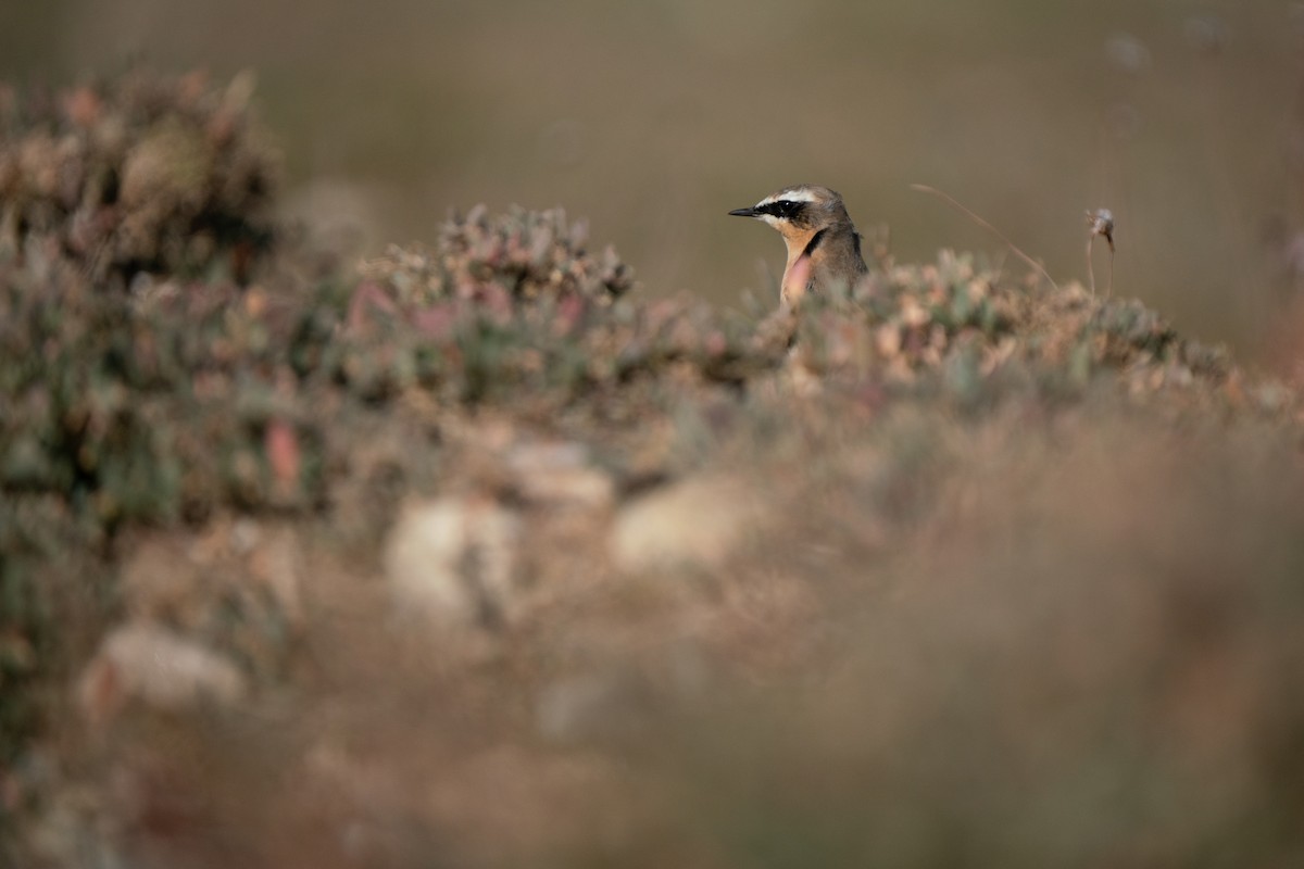Northern Wheatear (Greenland) - ML644844346