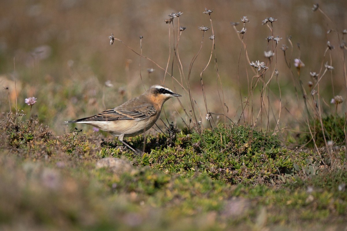 Northern Wheatear (Greenland) - ML644844347