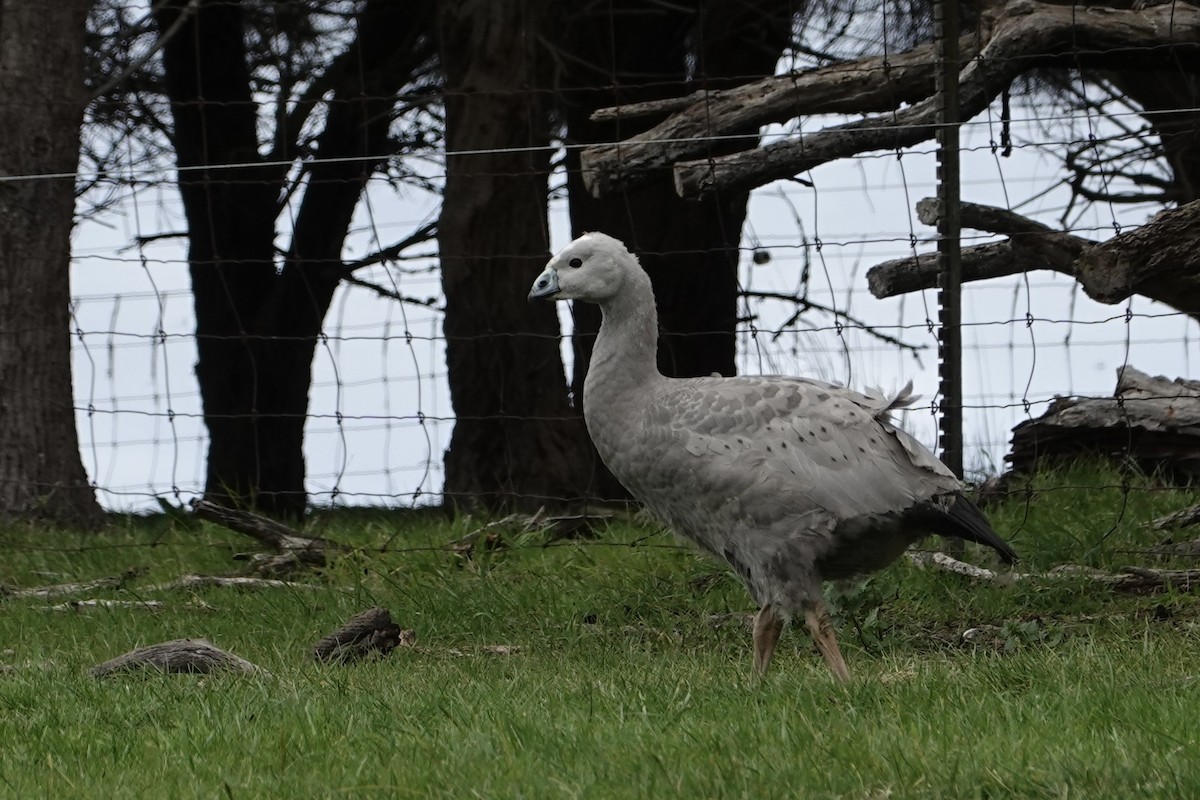 Cape Barren Goose - ML644844356