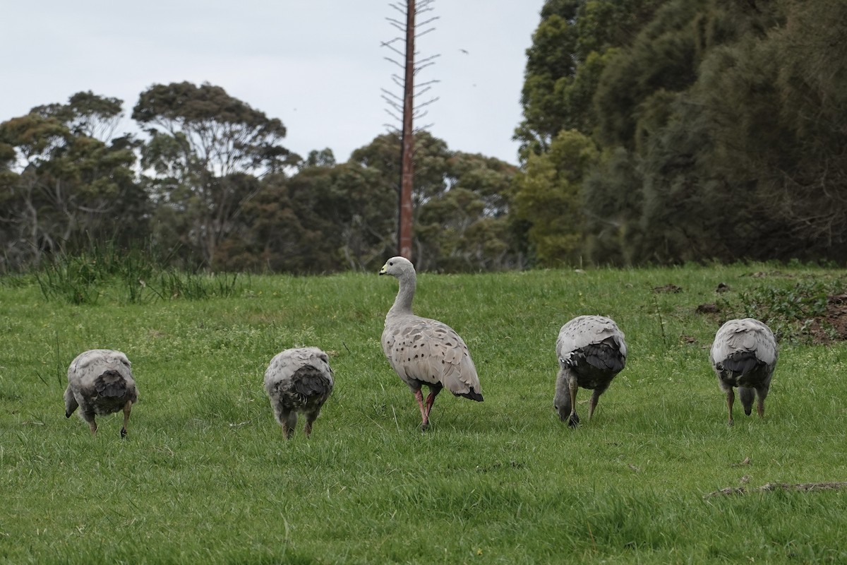 Cape Barren Goose - ML644844357