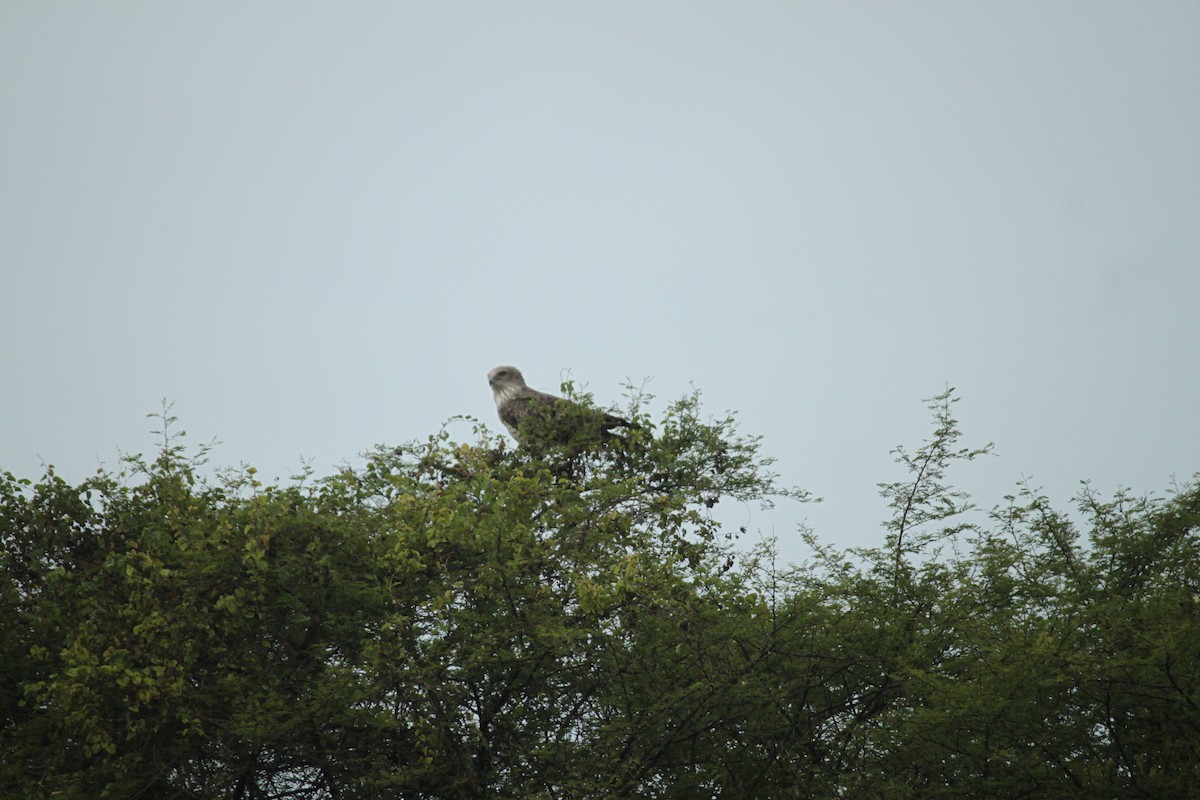 orlík krátkoprstý - ML644844389