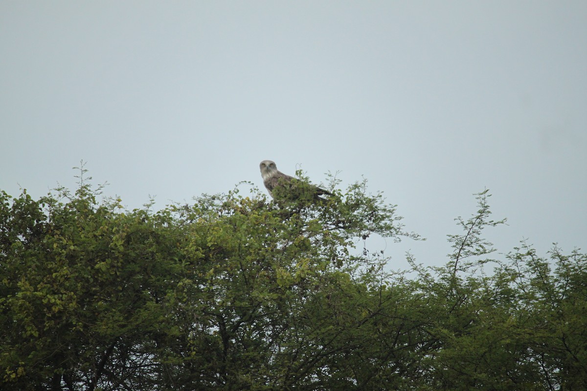 orlík krátkoprstý - ML644844390