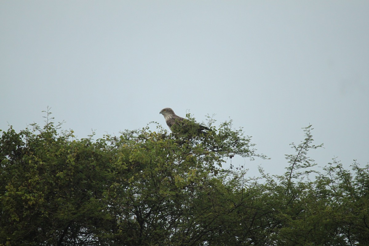 orlík krátkoprstý - ML644844393