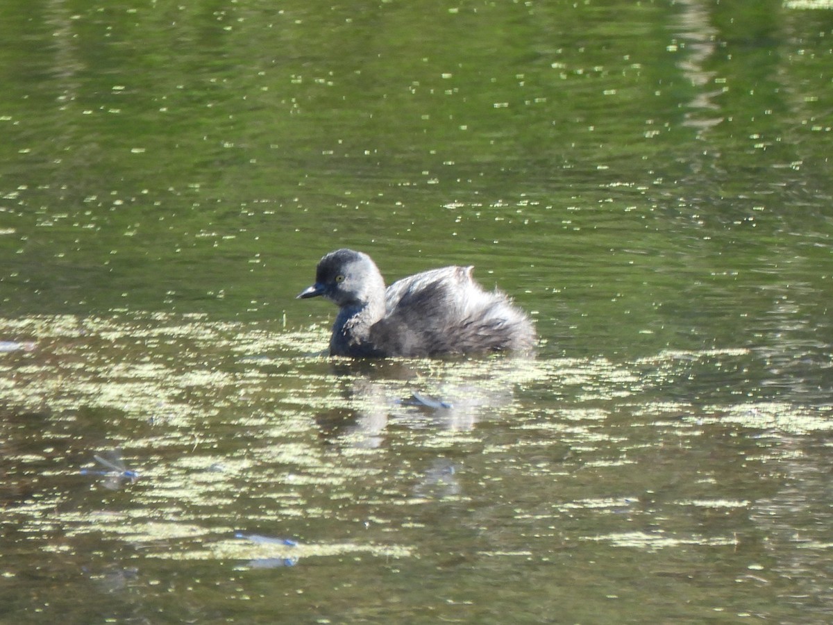 Amerika Küçük Batağanı - ML644844395