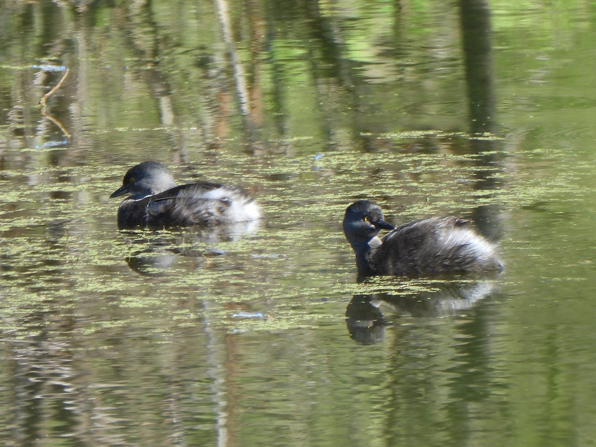 Amerika Küçük Batağanı - ML644844396