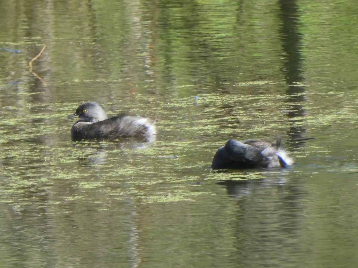 Amerika Küçük Batağanı - ML644844397