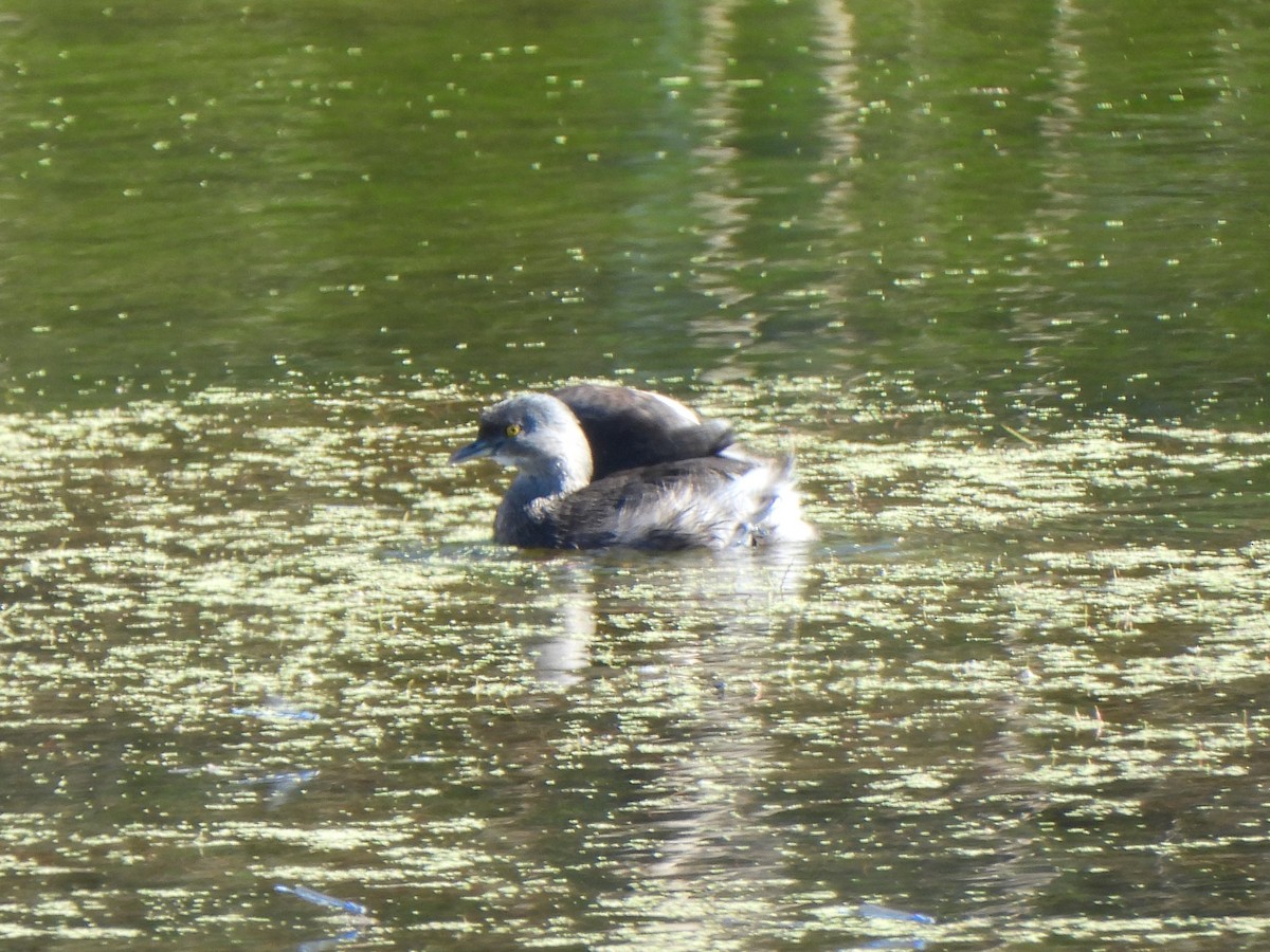 Amerika Küçük Batağanı - ML644844398