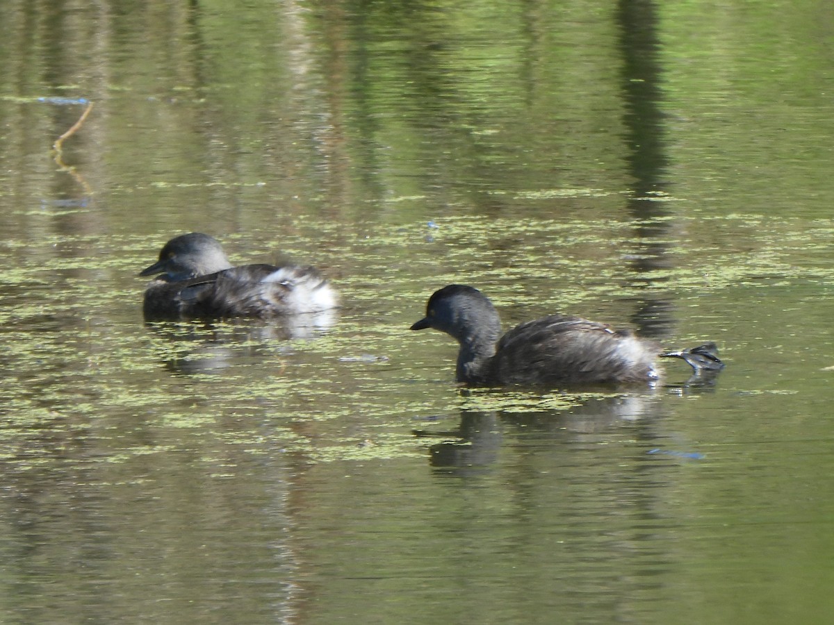 Amerika Küçük Batağanı - ML644844399