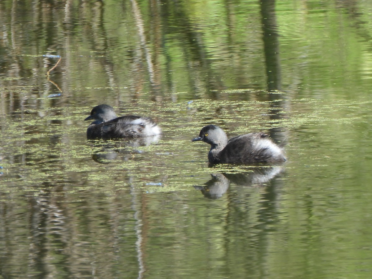 Amerika Küçük Batağanı - ML644844400