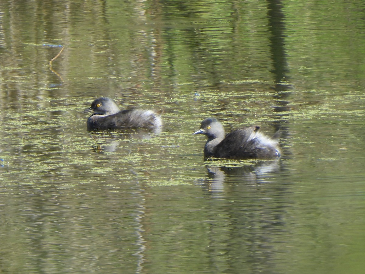 Amerika Küçük Batağanı - ML644844401