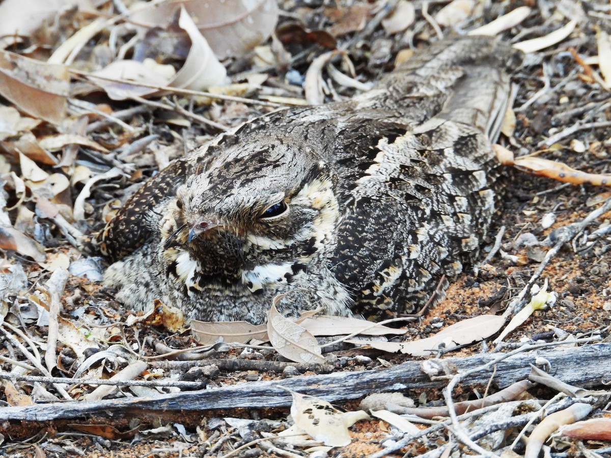 Madagascar Nightjar - ML644844404