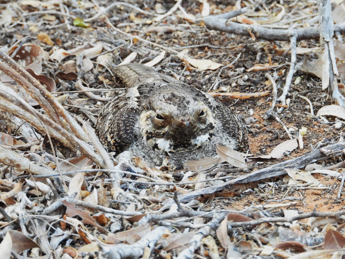 Madagascar Nightjar - ML644844407