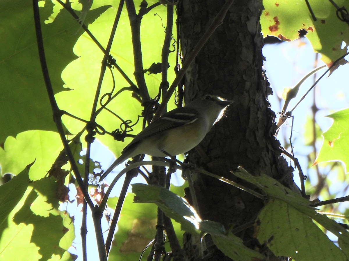 ויראו לבן-עין - ML644844411