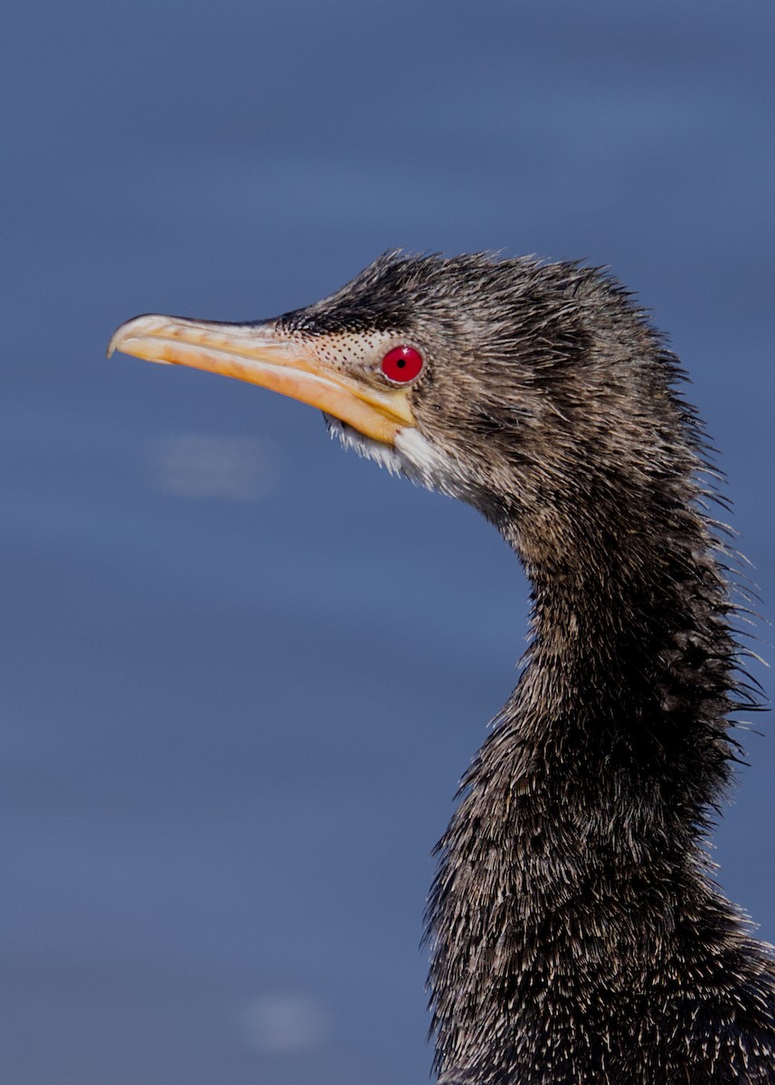 langstjertskarv - ML644844415