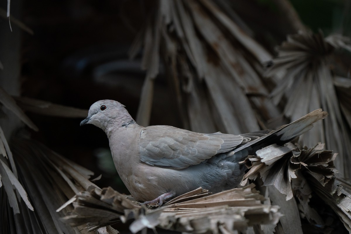 Eurasian Collared-Dove - ML644844419