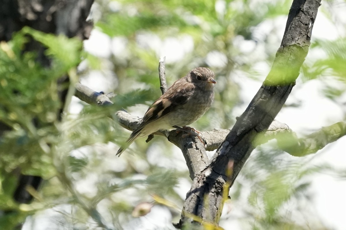 Flame Robin - ML644844430