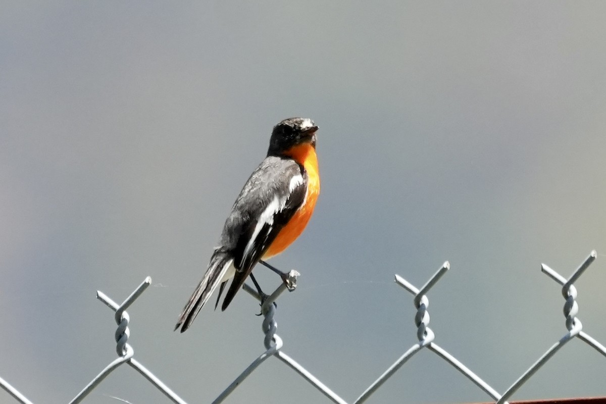 Flame Robin - ML644844431