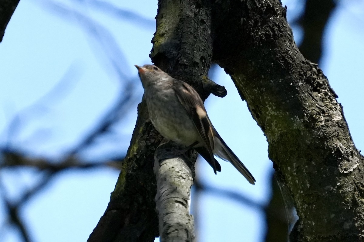 Flame Robin - ML644844434