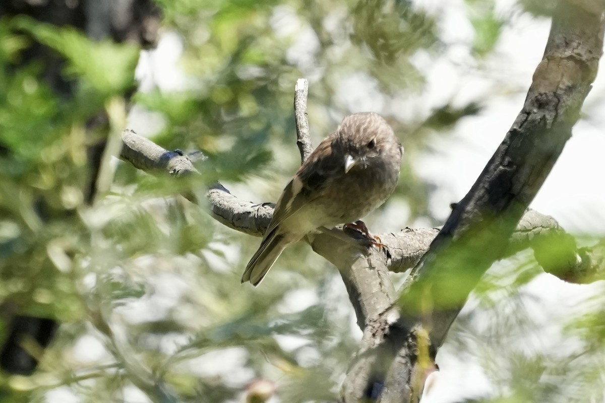 Flame Robin - ML644844435