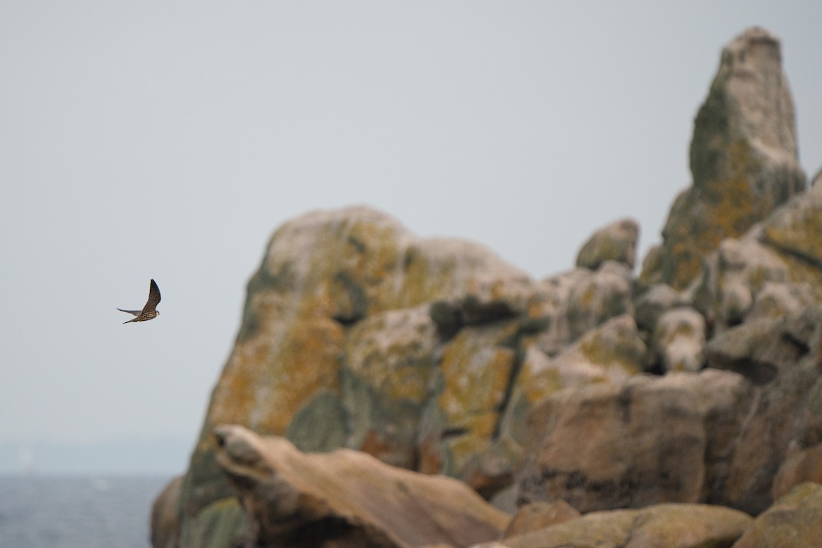 Eurasian Hobby - ML644844436