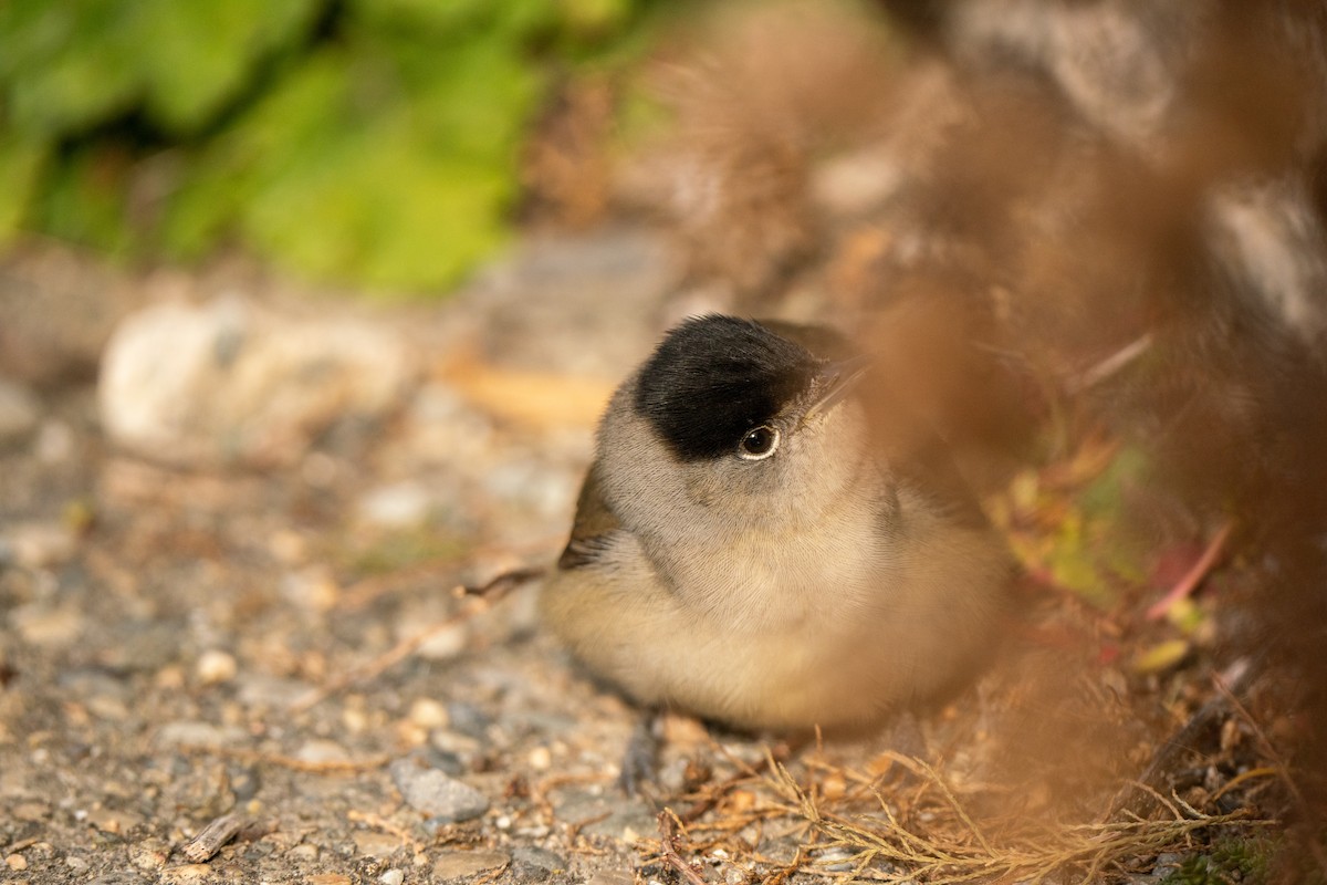 Eurasian Blackcap - ML644844439
