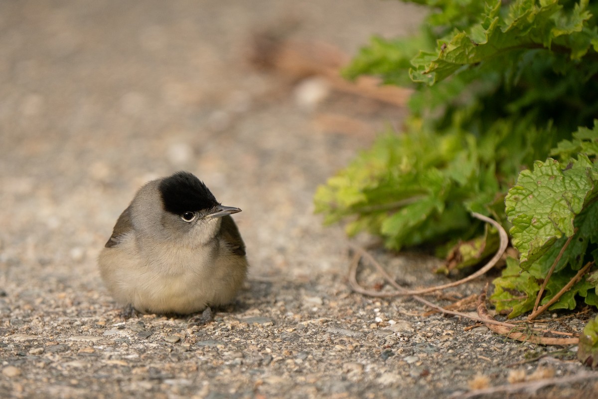 Eurasian Blackcap - ML644844440