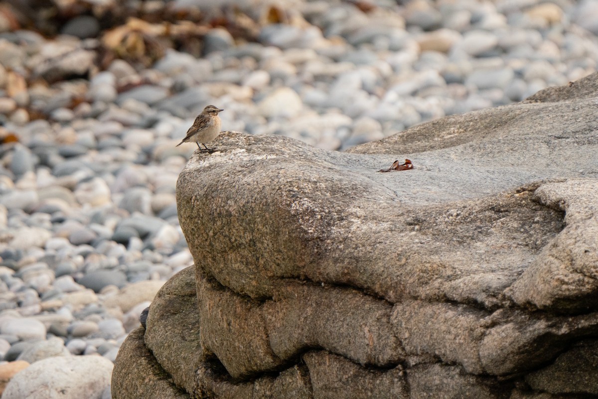 Whinchat - ML644844443