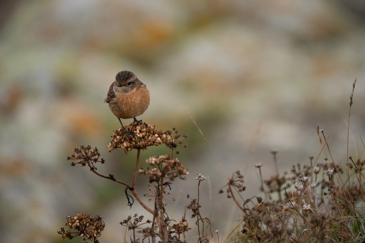 European Stonechat - ML644844444