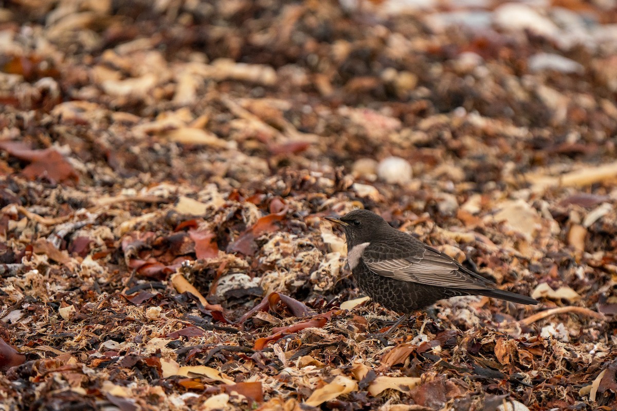 Ring Ouzel - ML644844460