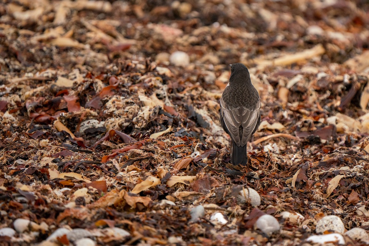 Ring Ouzel - ML644844461