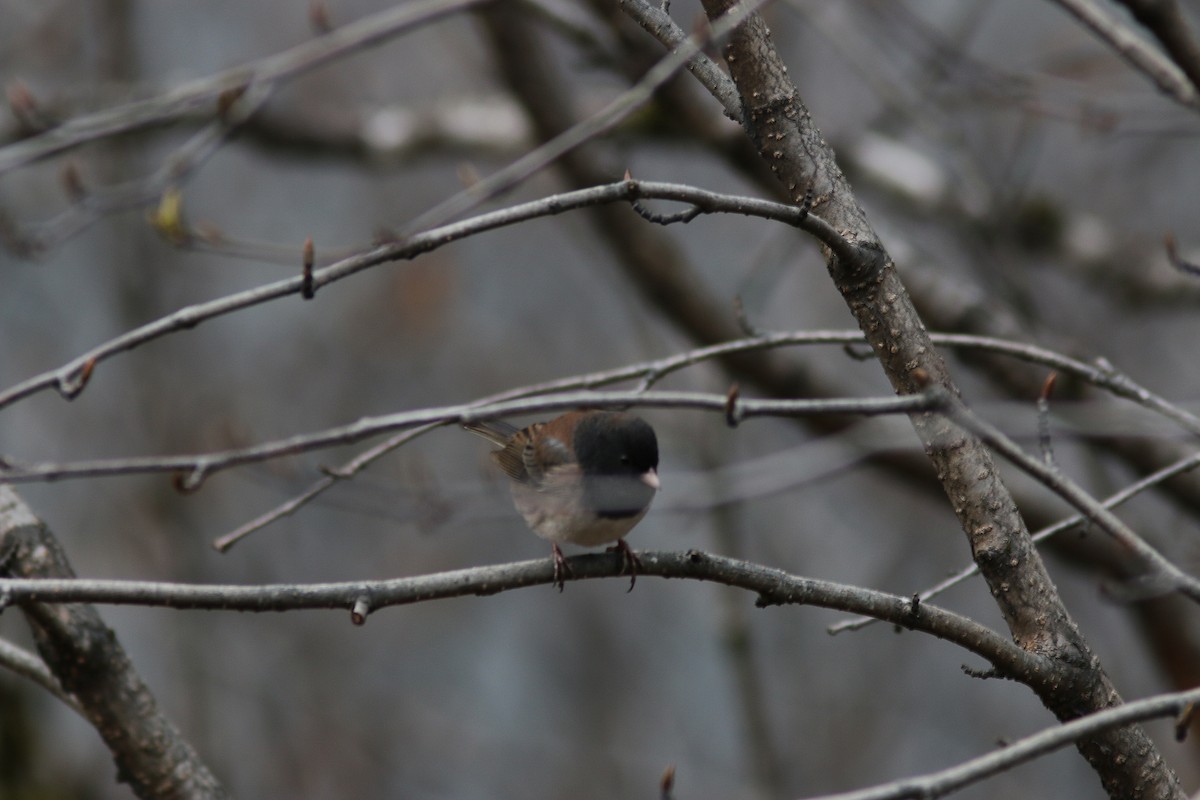 Dark-eyed Junco (Oregon) - ML644844462