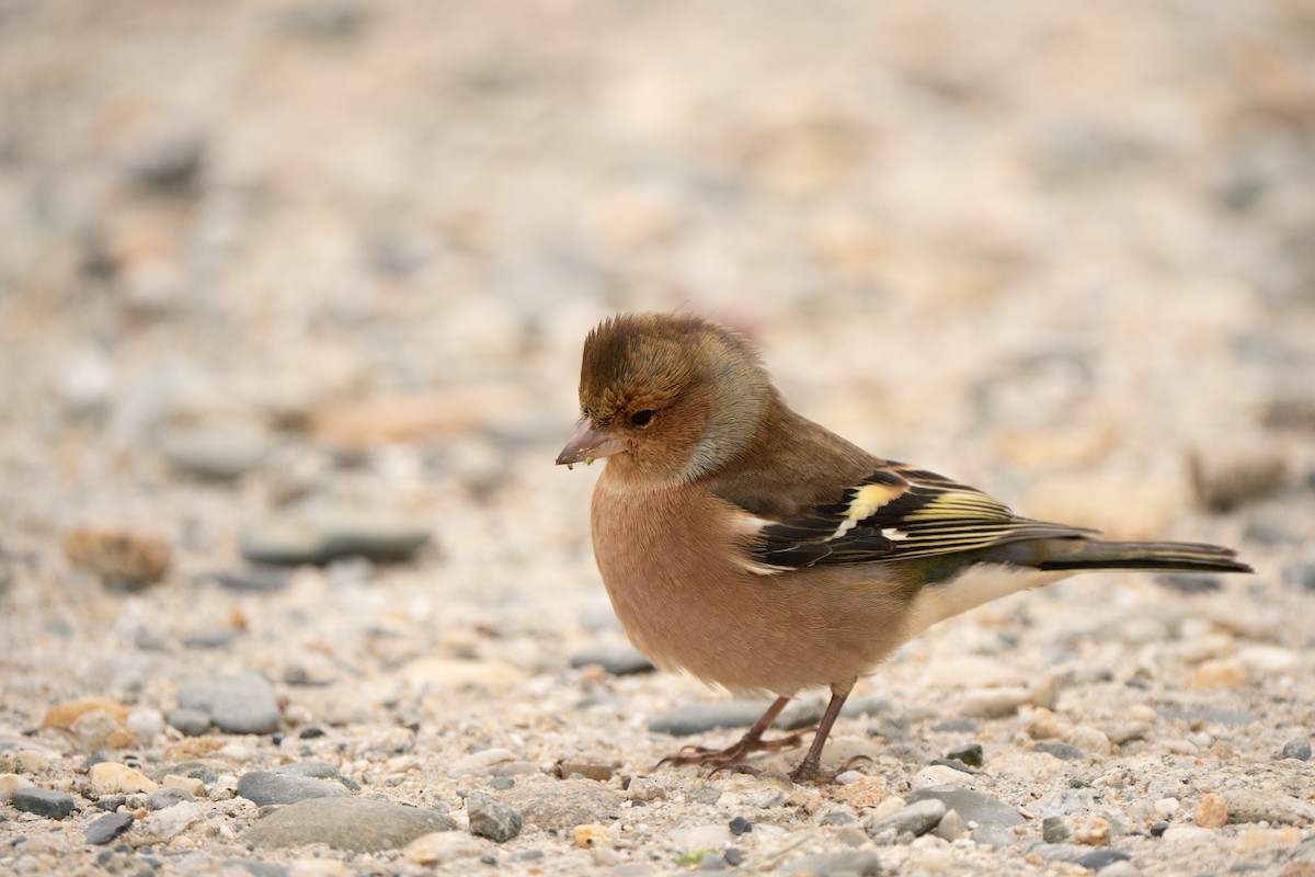 Common Chaffinch - ML644844470