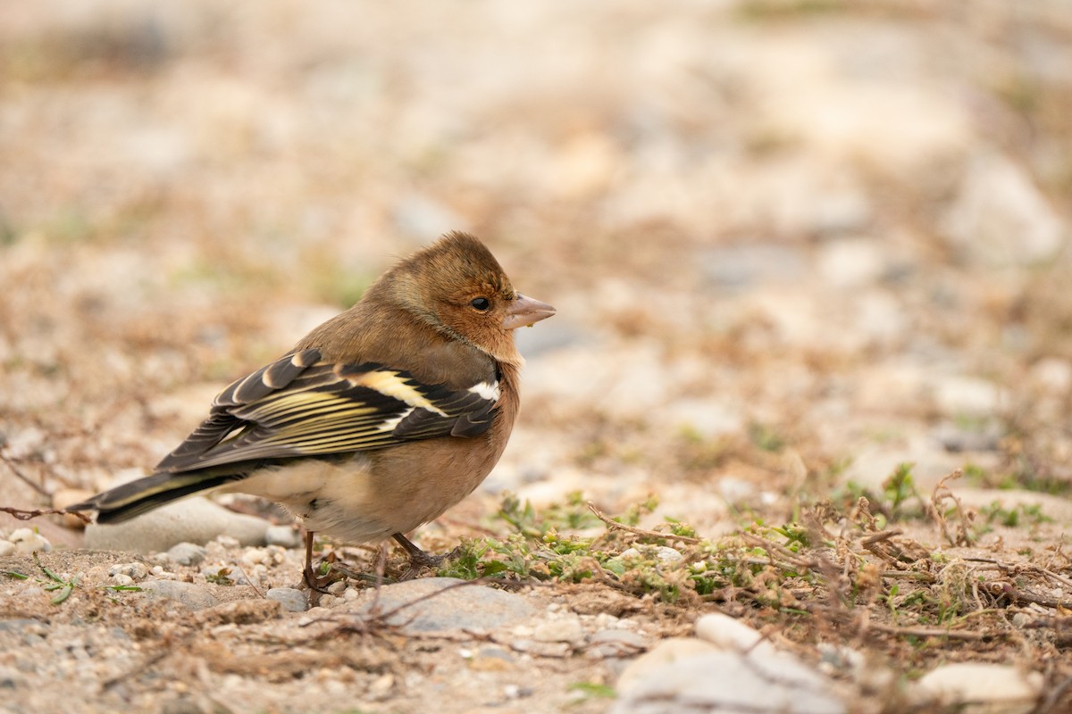 Common Chaffinch - ML644844471