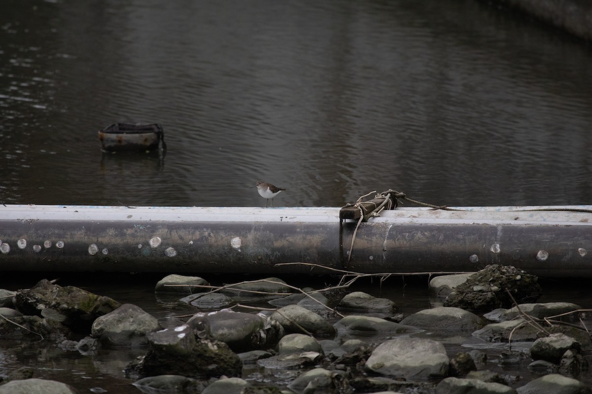 Chevalier guignette - ML644844484