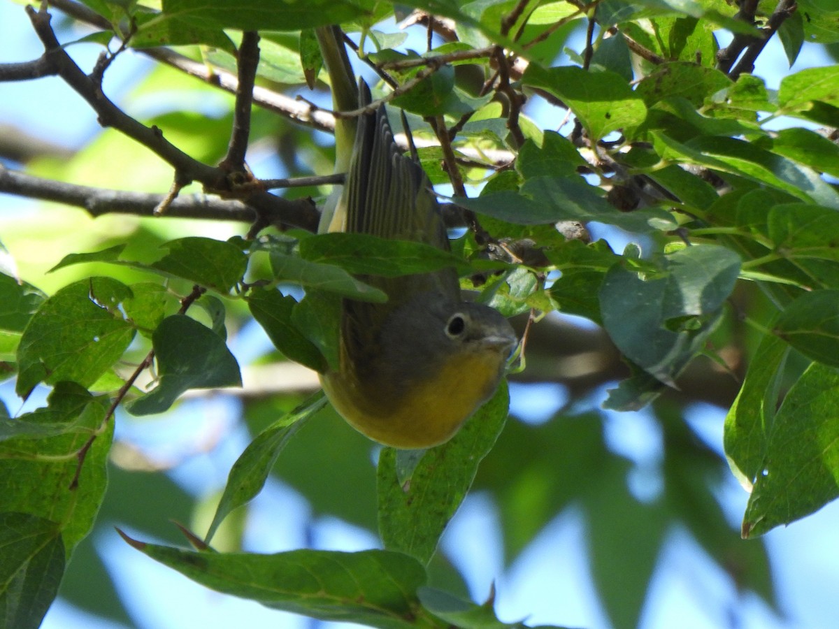 Paruline à joues grises - ML644844486