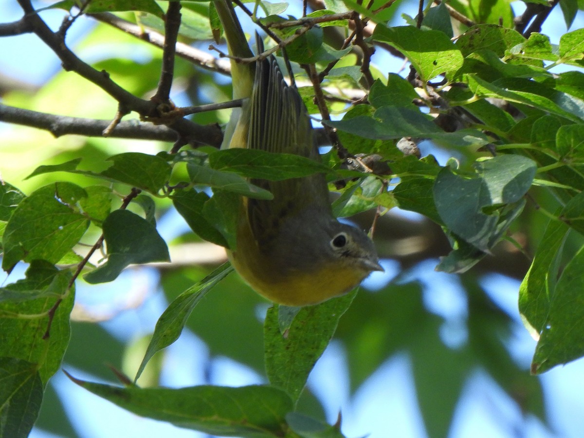 Paruline à joues grises - ML644844487