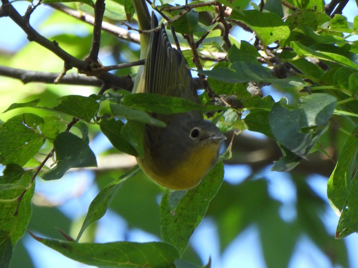 Paruline à joues grises - ML644844488