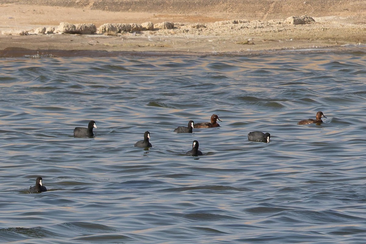 Fuligule nyroca - ML644844489